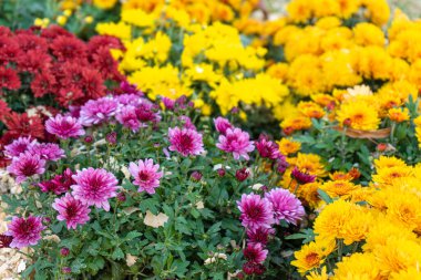 Güneşli bir günde, sonbahar bahçesinde çeşitli renk kasımpatı çalıları açan taze, parlak bir çiçek. Çiçek arkaplanı, manzara tasarımı, duvar kağıdı, afiş, başlık.