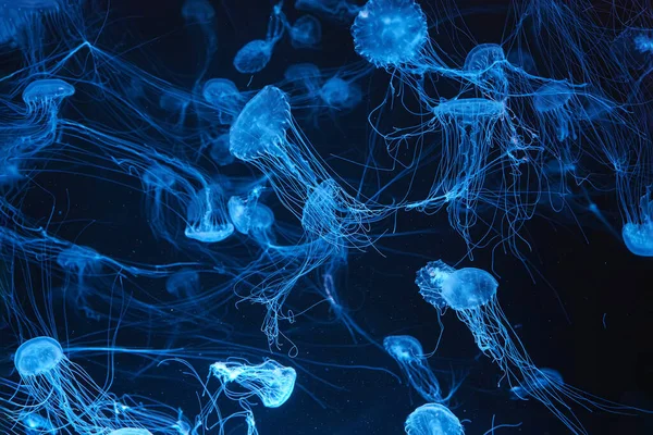 Atlantic sea nettle, Chrysaora quinquecirrha, East Cost sea nettle. Group of fluorescent jellyfish swimming in aquarium with blue neon light. Theriology, biodiversity, undersea life, aquatic organism