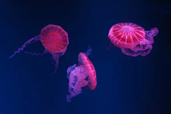 Grupo Medusas Fuorescentes Nadando Piscina Del Acuario Submarino Con Luz —  Fotos de Stock