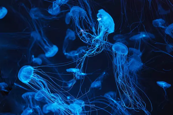Atlantische Brennnessel Chrysaora Quinquecirrha Ostkostennessel Eine Gruppe Fluoreszierender Quallen Schwimmt — Stockfoto