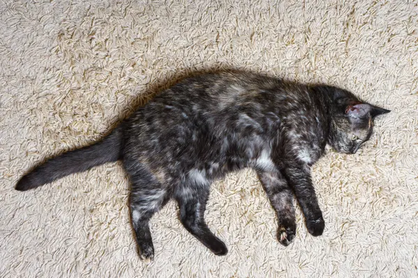 Domowe Żółwie Piekło Ciemny Trójkolorowy Kot Leży Dywanie Pokoju Szczęśliwy — Zdjęcie stockowe
