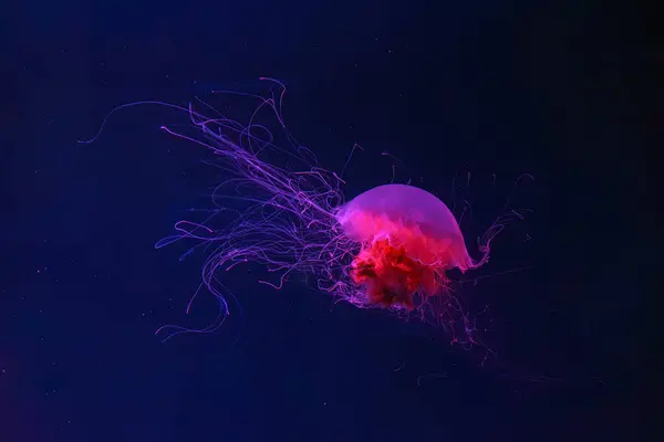 Medusas Fluorescentes Nadando Piscina Del Acuario Submarino Con Luz Neón — Foto de Stock