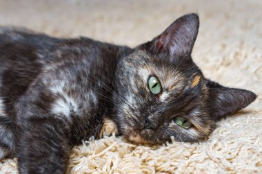 Evcil kaplumbağa kabuğu, odadaki halının üzerinde üç renkli siyah kedi yatıyor. İyi uykular, kestir, dinlen, evin içinde rahatla. Portreyi kapat