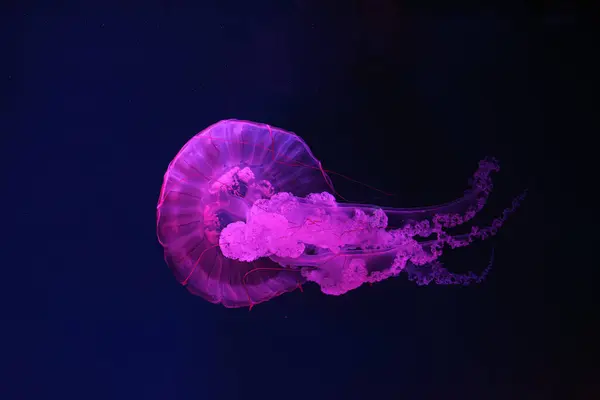 蛍光クラゲがピンクのネオンで水中水族館プールを泳いでいます 南アメリカの海の小惑星クリサオラは青い海 海の中にあります ダイビング 海底生活 — ストック写真