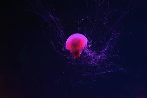 Medusas Fluorescentes Nadando Piscina Del Acuario Submarino Con Luz Neón — Foto de Stock