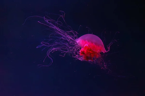 Fluorescent Jellyfish Swimming Underwater Aquarium Pool Red Neon Light Lion — Stock Photo, Image