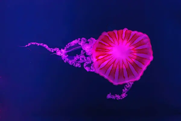 蛍光クラゲがピンクのネオンで水中水族館プールを泳いでいます 南アメリカの海の小惑星クリサオラは青い海 海の中にあります ダイビング 海底生活 — ストック写真