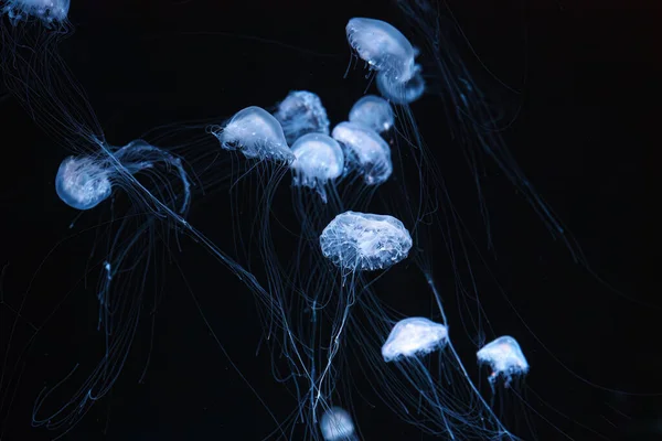 Atlantic sea nettle, Chrysaora quinquecirrha, East Cost sea nettle. Group of fluorescent jellyfish swimming in aquarium with blue neon light. Theriology, biodiversity, undersea life, aquatic organism