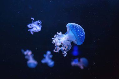 Floresan denizanası, benekli Avustralya denizanası, akvaryum havuzunda mavi neon ışığıyla yüzen Phyllorhiza punctata. Theriology, biodiversity, undersea life, aquatic organizma