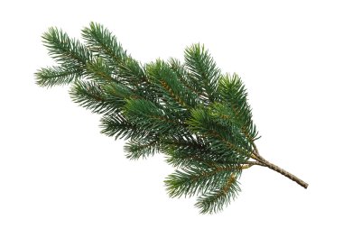 Firavun ağacı ladin dalı beyaz arka planda izole edilmiş. Noel ve tatil için doğal yeşil tasarım bitki unsurları. Üst manzara, düz uzanma.