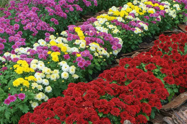 Fresh bright blooming various color chrysanthemums bushes in autumn garden outside in sunny day. Flower background for greeting card, wallpaper, banner, header.