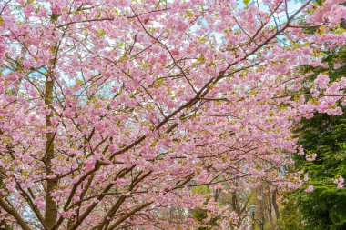 Çiçek açan kiraz ağacı dalları, mavi gökyüzünde çiçek açan pembe sakura çiçekleri. Bahar mevsimi, doğa çiçekli arka plan, duvar kağıdı, fon.