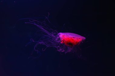 Floresan denizanası su altında kırmızı neon ışıklı akvaryum havuzunda yüzüyor. Aslan yelesi denizanası, siyanea kapillata aynı zamanda dev denizanası, arktik kırmızı denizanası, saç denizanası olarak da bilinir.