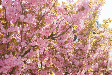 Çiçek açan kiraz ağacı dalları, mavi gökyüzünde çiçek açan pembe sakura çiçekleri. Bahar mevsimi, doğa çiçekli arka plan, duvar kağıdı, fon.