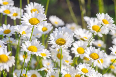 Çayırlarda, çimlerde, yeşil çimlerde büyüyen papatya çiçekleri, yeşil çimlerde beyaz papatyalar. Oxeye papatya, Leucanthemum vulgare, papatya, papatya, köpek papatyası, bahçe konsepti.