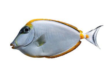 Naso Lituratus Acanthuridae tropikal akvaryum balığı, beyaz arka planda izole edilmiş Orangespine unicornfish. Okyanus, deniz, su, su altı yaşamı.. 