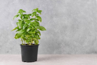 Fotokopi alanı olan gri arka planda taze yeşil organik fesleğen. Kapalı alanda yetişen bitki, sağlıklı beslenme, aromatik bitki, gıda malzemesi, mutfak için baharat.