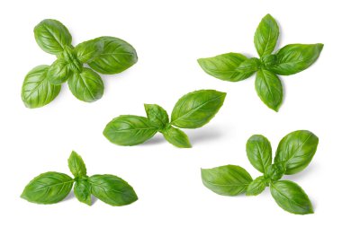 Fesleğen yaprakları beyaz arkaplanda yalıtılmış. Set, değişik pozisyonlardaki fesleğen yeşil taze yapraklar. Sağlıklı beslenme, aromatik bitki, yemek malzemesi, mutfak için baharat.