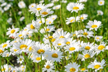 Çayırlarda, çimlerde, yeşil çimlerde büyüyen papatya çiçekleri, yeşil çimlerde beyaz papatyalar. Oxeye papatya, Leucanthemum vulgare, papatya, papatya, köpek papatyası, bahçe konsepti.