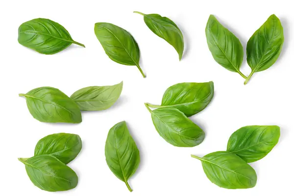 Basil leaves isolated on white background. Set, collection of different position basil green fresh leaves. Healthy eating, aromatic herb, food ingredient, spice for culinary