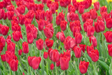 Yeşil yapraklı kırmızı laleler çayırda, parkta, dışarıda çiçek açıyor. Dünya Lale Günü. Lale tarlası, doğa, bahar, çiçek arka planı..