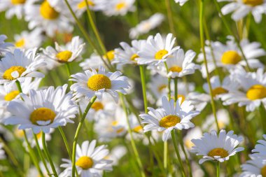 Çayırlarda, çimlerde, yeşil çimlerde büyüyen papatya çiçekleri, yeşil çimlerde beyaz papatyalar. Oxeye papatya, Leucanthemum vulgare, papatya, papatya, köpek papatyası, bahçe konsepti.