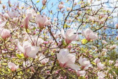 Beyaz Magnolia soulangeana, parkta Alba Superba çiçekleri ya da yeşil arka planda fotokopi alanı olan bir ağaç dalı. Doğa, çiçek, bahçe..