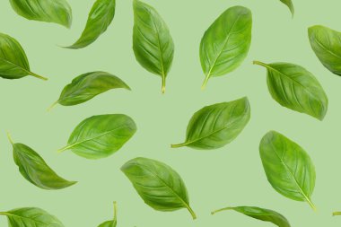Taze yeşil organik fesleğen yaprakları uçuşuyor, yeşil arka planda izole edilmiş. Yaratıcı gıda havalanması, tasarım için kusursuz desen. İçindekiler, yemek yapmak için baharat, sağlıklı yiyecekler..