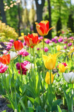 Farklı renkte lale çiçekleri güneşli bir günde bahçede çiçek açar. Kırmızı, sarı ve beyaz laleler yeşil yapraklı çiçekler çayır, park, açık hava. Doğa, bahar, çiçek arkaplanı.