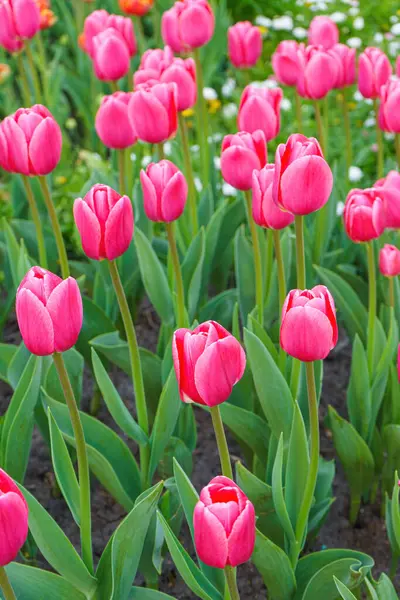 Many of pink tulips Debutante flowers with green leaves blooming in a meadow, park, flowerbed outdoor. World Tulip Day. Tulips field, nature, spring, floral background.
