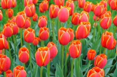 Verandi 'nin bahar bahçesinde şişen turuncu laleler, park, çiçek arka planı. Sarı kenarlı turuncu yapraklı lale tarlaları çiçek tarlaları..