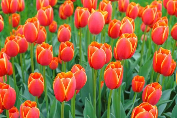 Verandi 'nin bahar bahçesinde şişen turuncu laleler, park, çiçek arka planı. Sarı kenarlı turuncu yapraklı lale tarlaları çiçek tarlaları..