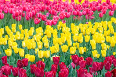 Yeşil yapraklı kırmızı, pembe ve sarı lale çiçekleri çayır, park, çiçek tarlası, açık hava. Dünya Lale Günü. Lale tarlası, doğa, bahar, çiçek arka planı..