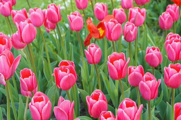 Many of pink tulips Debutante flowers with green leaves blooming in a meadow, park, flowerbed outdoor. World Tulip Day. Tulips field, nature, spring, floral background.