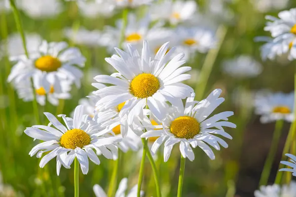 Çayır, çimen, beyaz papatya, yeşil çim arka planda papatya, yakın plan. Oxeye papatya, Leucanthemum vulgare, papatya, papatya, köpek papatyası, bahçe konsepti.