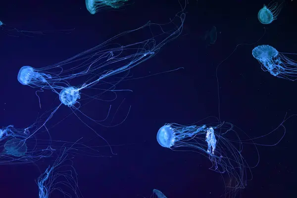 Atlantic sea nettle, Chrysaora quinquecirrha, East Cost sea nettle. Group of fluorescent jellyfish floating in aquarium with blue neon light. Theriology, biodiversity, undersea life, aquatic organism