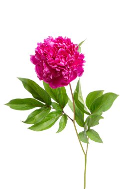Beyaz arka planda taze açan pembe şakayık. Çiçekçi, hediye, romantik tatil konsepti, tasarım unsuru