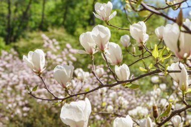 Beyaz Magnolia soulangeana, parkta Alba Superba çiçekleri ya da yeşil arka planda fotokopi alanı olan bir ağaç dalı. Doğa, çiçek, bahçe..