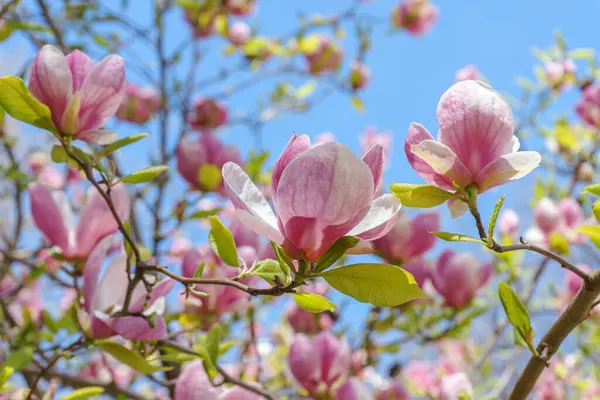 Parkta pembe Magnolia Soul Angeana çiçekleri olan bir ağaç dalı ya da yeşil arka planda fotokopi alanı olan bir bahçe. Doğa, çiçek, bahçe..