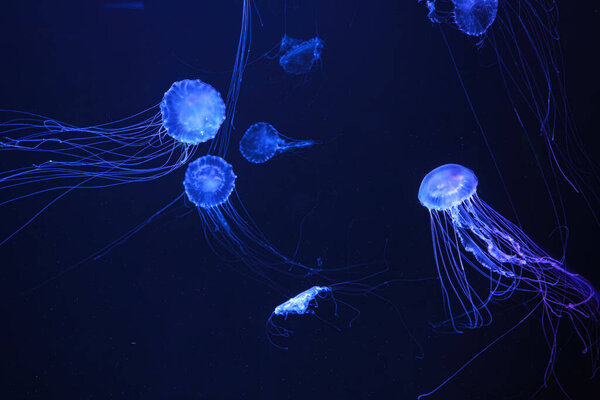 Atlantic sea nettle, Chrysaora quinquecirrha, East Cost sea nettle. Group of fluorescent jellyfish floating in aquarium with blue neon light. Theriology, biodiversity, undersea life, aquatic organism