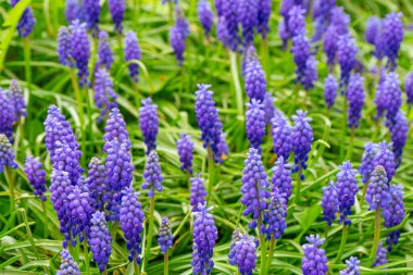 Mavi Muscari çiçekleri, Muscari Ermeniacum, Bahar çayırlarında ya da bahçede açan üzüm sümbülleri. Doğa, çiçekli arka plan, mevsimlik konsept.