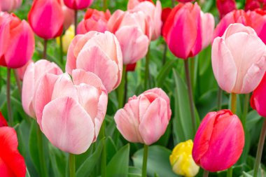 Çeşitli tonlarda pembe laleler yeşil yaprakların açtığı bir çayırda, parkta, açık havada çiçek açar. Lale tarlası, doğa, bahar, çiçek arka planı..