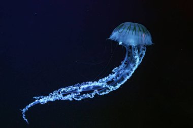 Güney Amerika deniz ısırganı, akvaryum tankının karanlık sularında mavi ışıklı Chrysaora plocamia. Su canlıları, hayvanlar, deniz altı yaşamı, biyolojik çeşitlilik