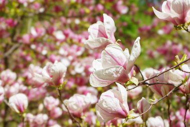 Blooming tree branch with pink Magnolia soulangeana flowers in park or garden on green background with copy space. Nature, floral, gardening. clipart