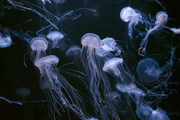 Atlantic sea nettle, Chrysaora quinquecirrha, East Cost sea nettle. Group of fluorescent jellyfish floating in illuminated aquarium. Theriology, biodiversity, undersea life, aquatic organism