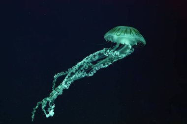 Güney Amerika deniz ısırganı, akvaryum tankının karanlık sularında yeşil neon ışıkla yüzen Chrysaora plocamia. Su canlıları, hayvanlar, deniz altı yaşamı, biyolojik çeşitlilik
