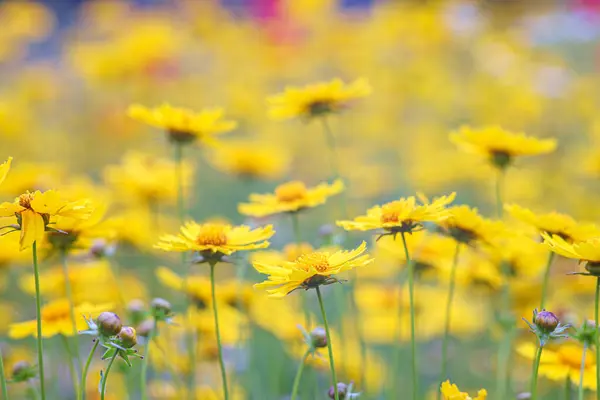 stock image Field of yellow flower Coreopsis lanceolata, Lanceleaf Tickseed or Maiden's eye blooming in summer. Nature, plant, floral background. Garden, lawn of lance leaved Coreopsis. Shallow depth of field