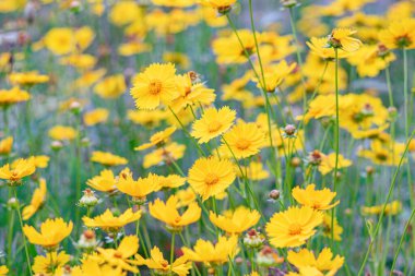 Sarı çiçekli Coreopsis Lanceolata, Lanceleaf Tickseed ya da yazın açan Maiden 's Eye. Doğa, bitki, çiçek arkaplanı. Bahçe, mızrak çimenliği terk edilmiş Coreopsis çiçek açmış.