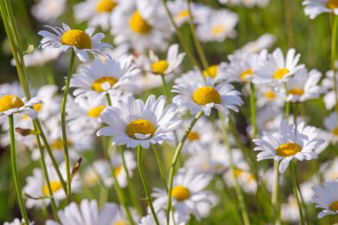 Çayır, çimen, beyaz papatya, yeşil çim arka planda papatya. Oxeye papatya, Leucanthemum vulgare, papatya, papatya, köpek papatyası, bahçe konsepti.
