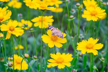 Sarı çiçekli Coreopsis Lanceolata, Lanceleaf Tickseed ya da yazın açan Maiden 's Eye. Doğa, bitki, çiçek arkaplanı. Bahçe, mızrak çimenliği Kelebek ile terk Coreopsis, yakın